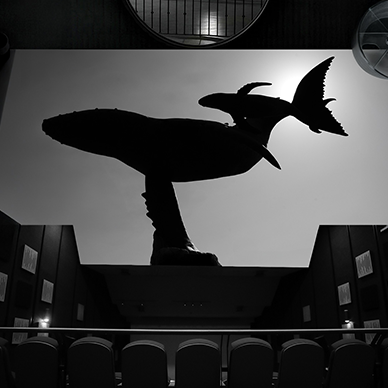 Fotografía conceptual